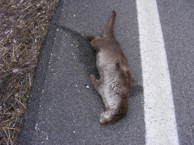 La lontra nell''Appennino meridionale